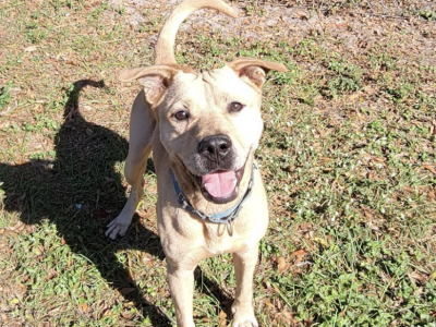 Shelter dog of the week: Prince